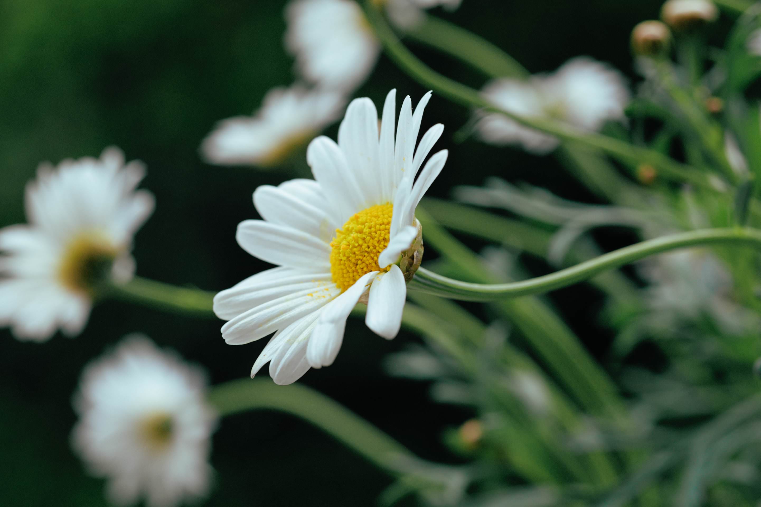 Daisy poking its head out