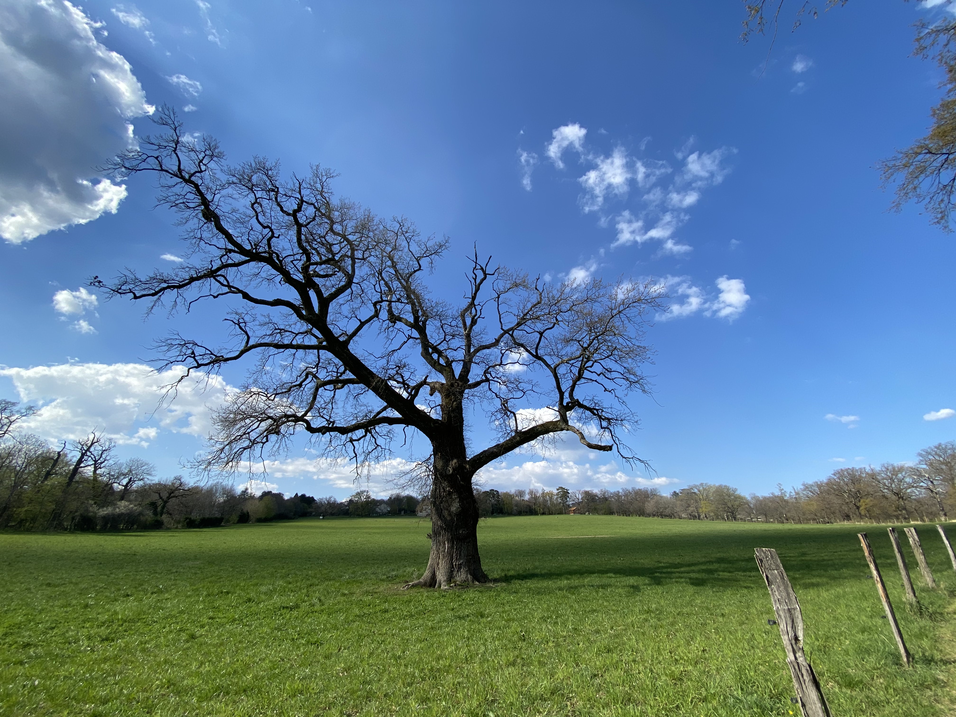 A large tree in a green field spreading its branches over a blue sky