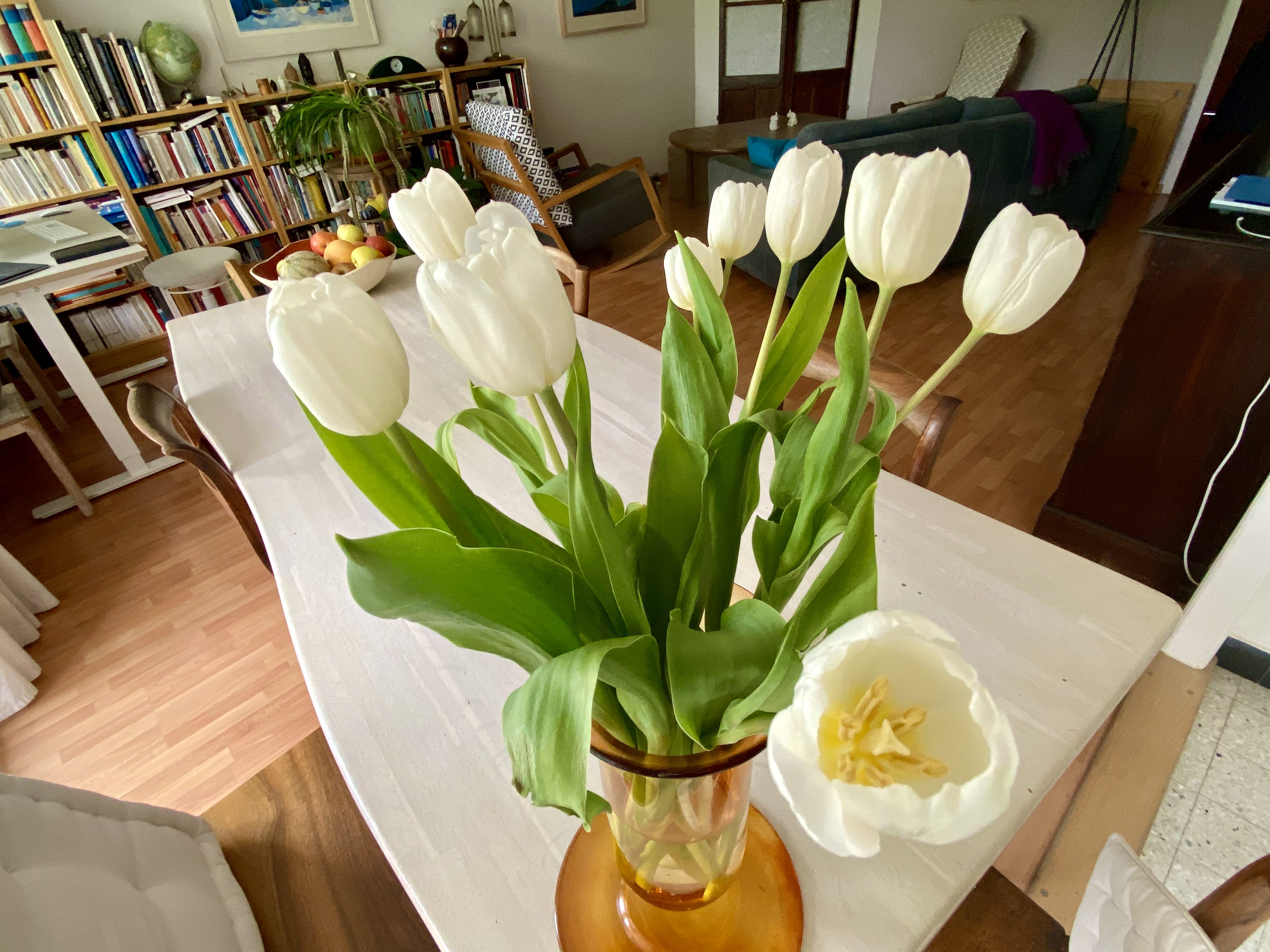 White tulips in a vase on our table