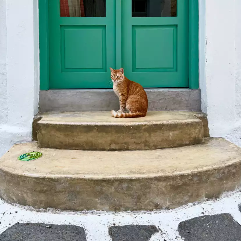 A tortoiseshell cat sitting on marble stairs in front of a green door