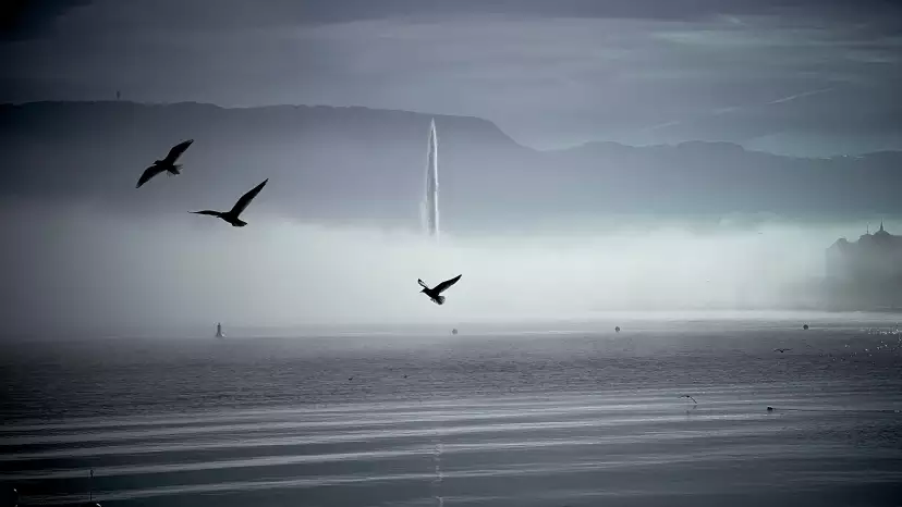 A layer of fog above the lake with the Jet d'Eau poking out and gulls flying in front