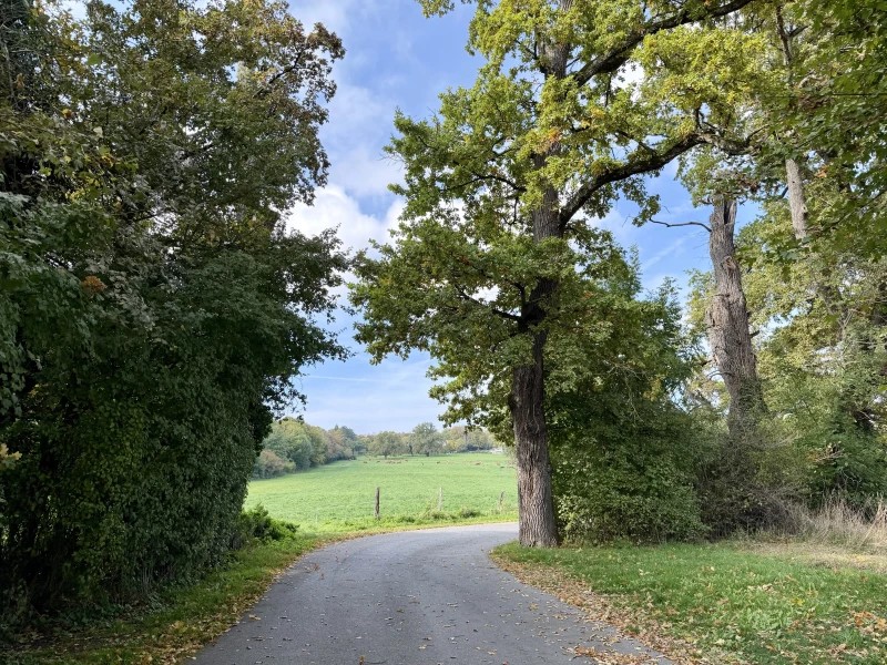 Following a path between trees with a green field in the background with cows grazing far away under a blue sky
