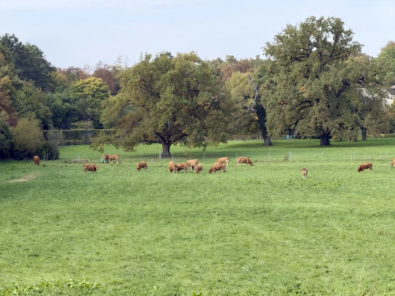 Cows grazing in the field bordered with trees