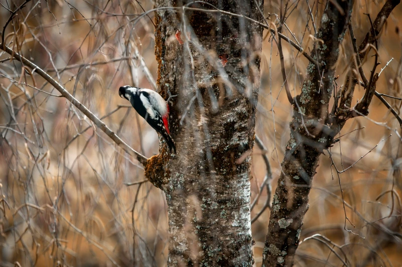 Great spotted woodpecker looking away