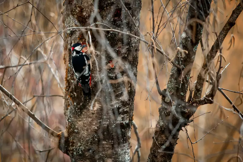 Great spotted woodpecker chiseling a hole in the birch tree