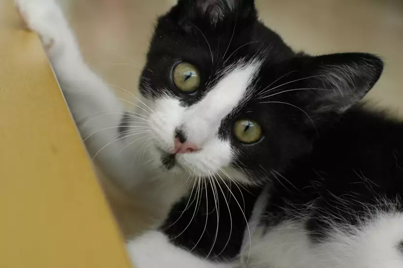 Close up of Sushi's head. Eyes wide open.