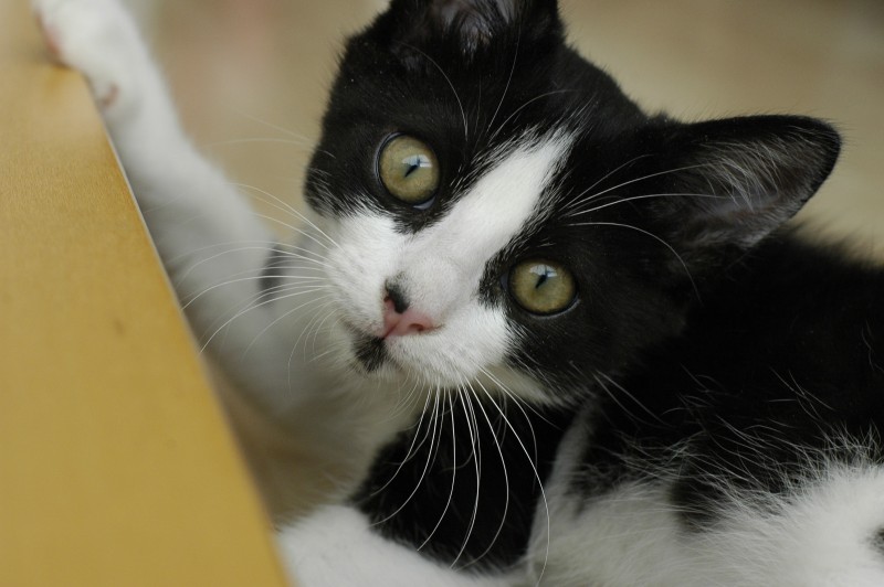 Close up of Sushi's head. Eyes wide open.