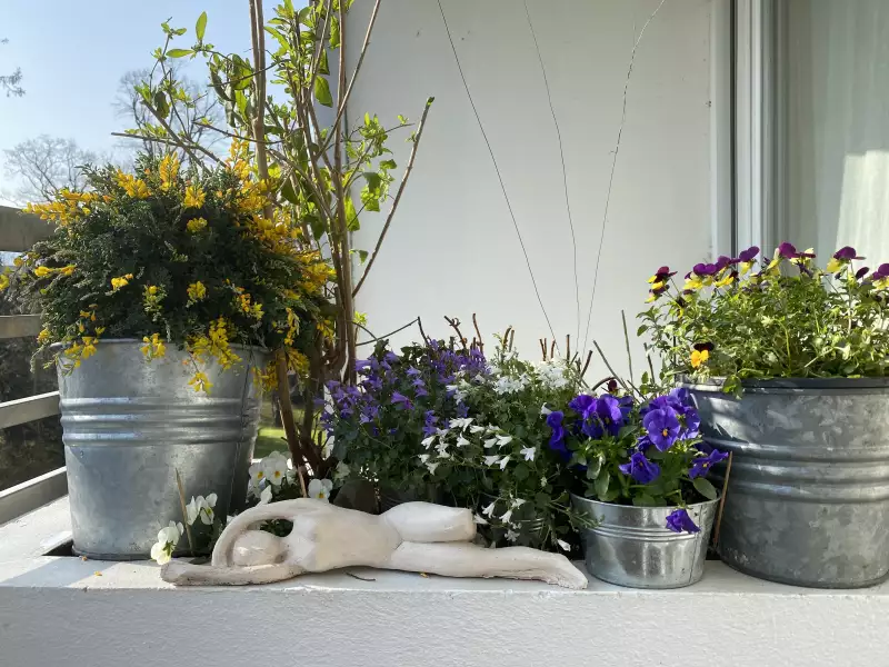 Our little back garden with flowers and plants