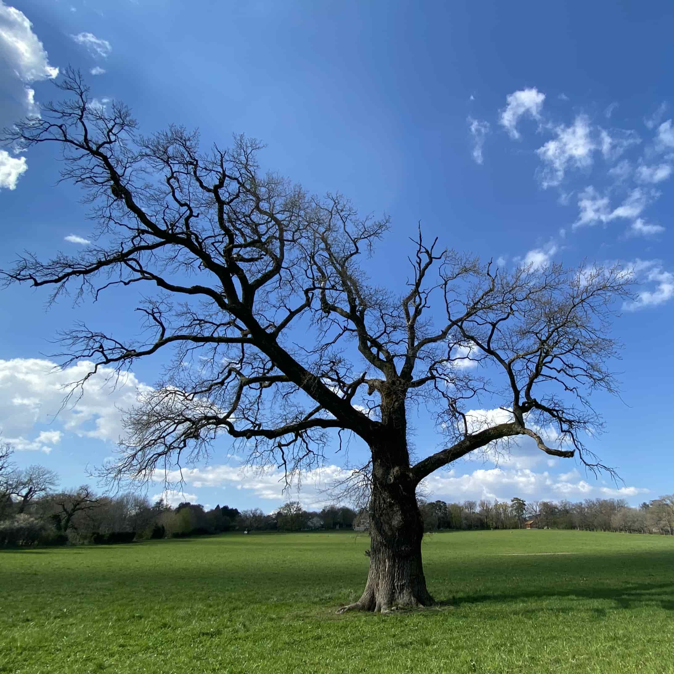 Tree without leaves on blue sky