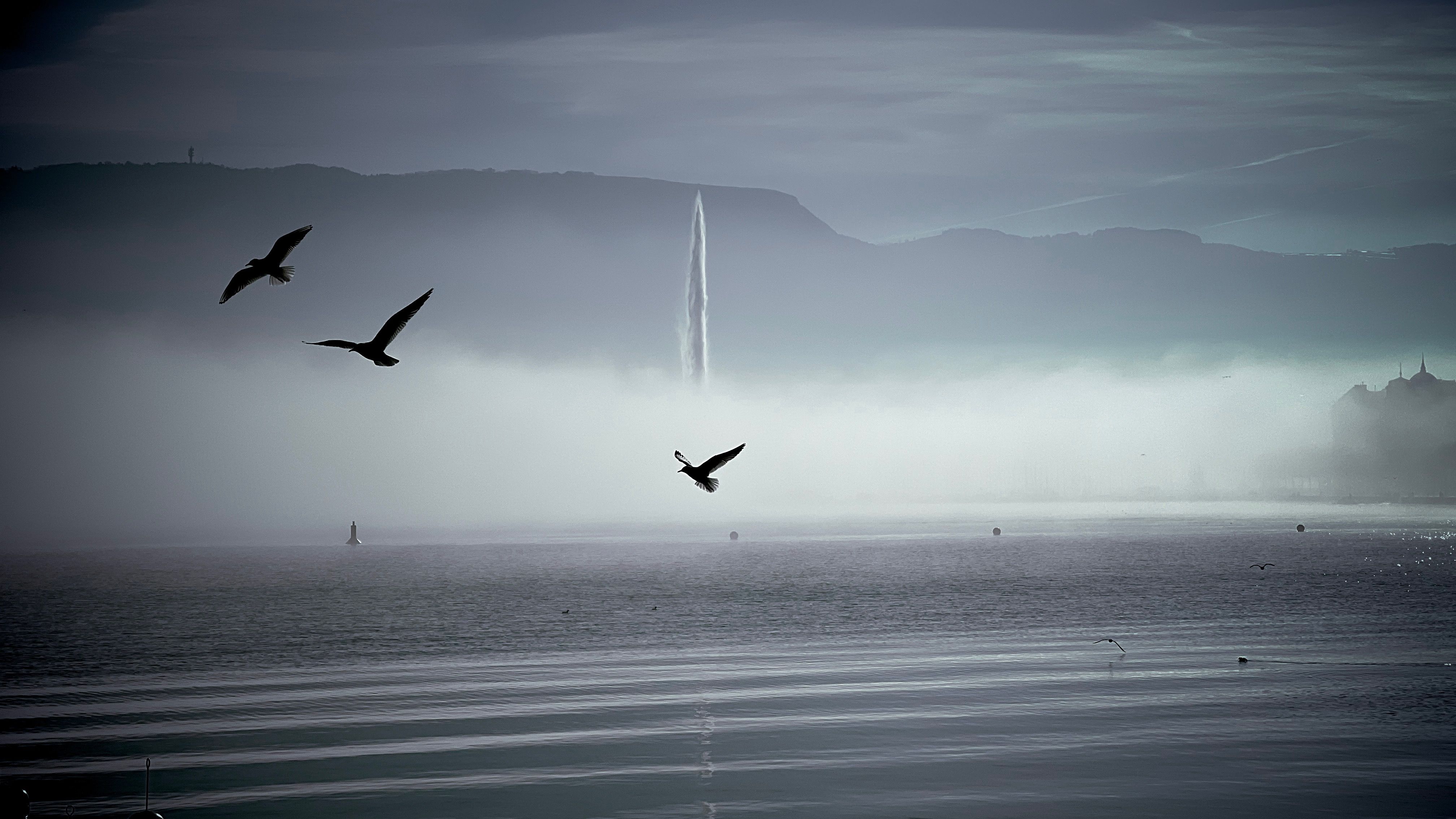 A layer of fog above the lake with the Jet d'Eau poking out and gulls flying in front