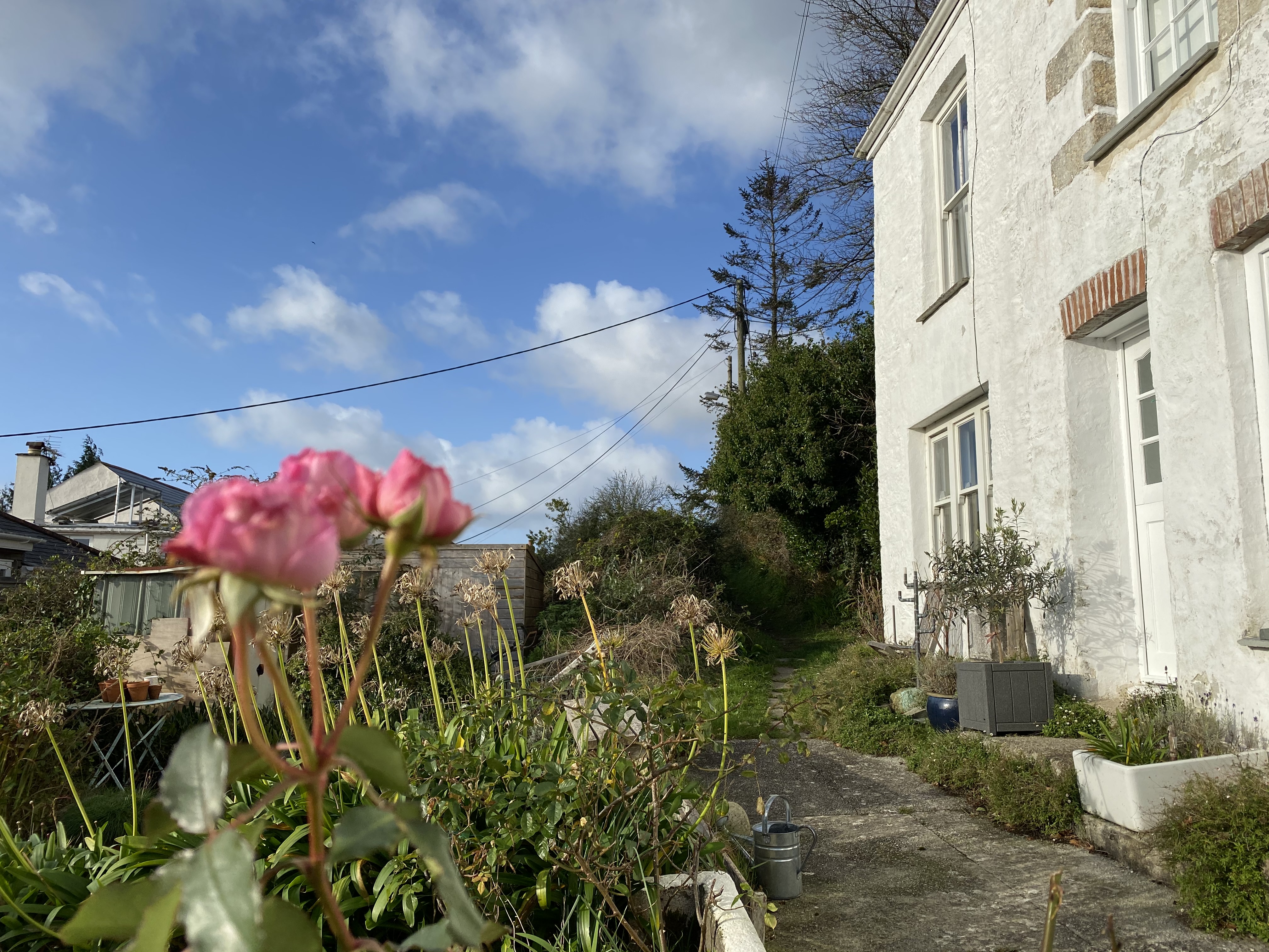 Cornish cottage with pink rose buds in the foreground on a blue sky