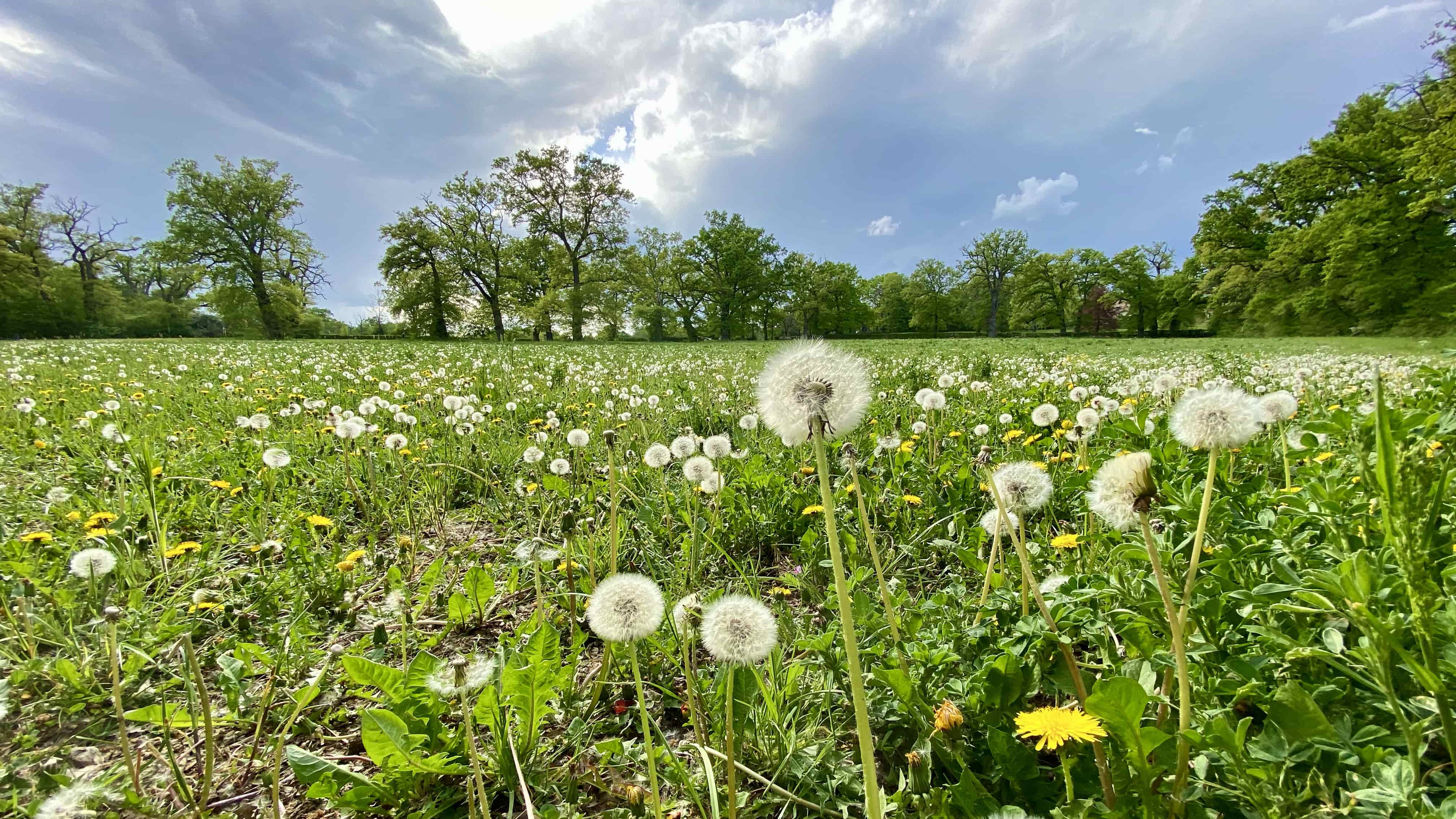 Dandelions on a blue sky