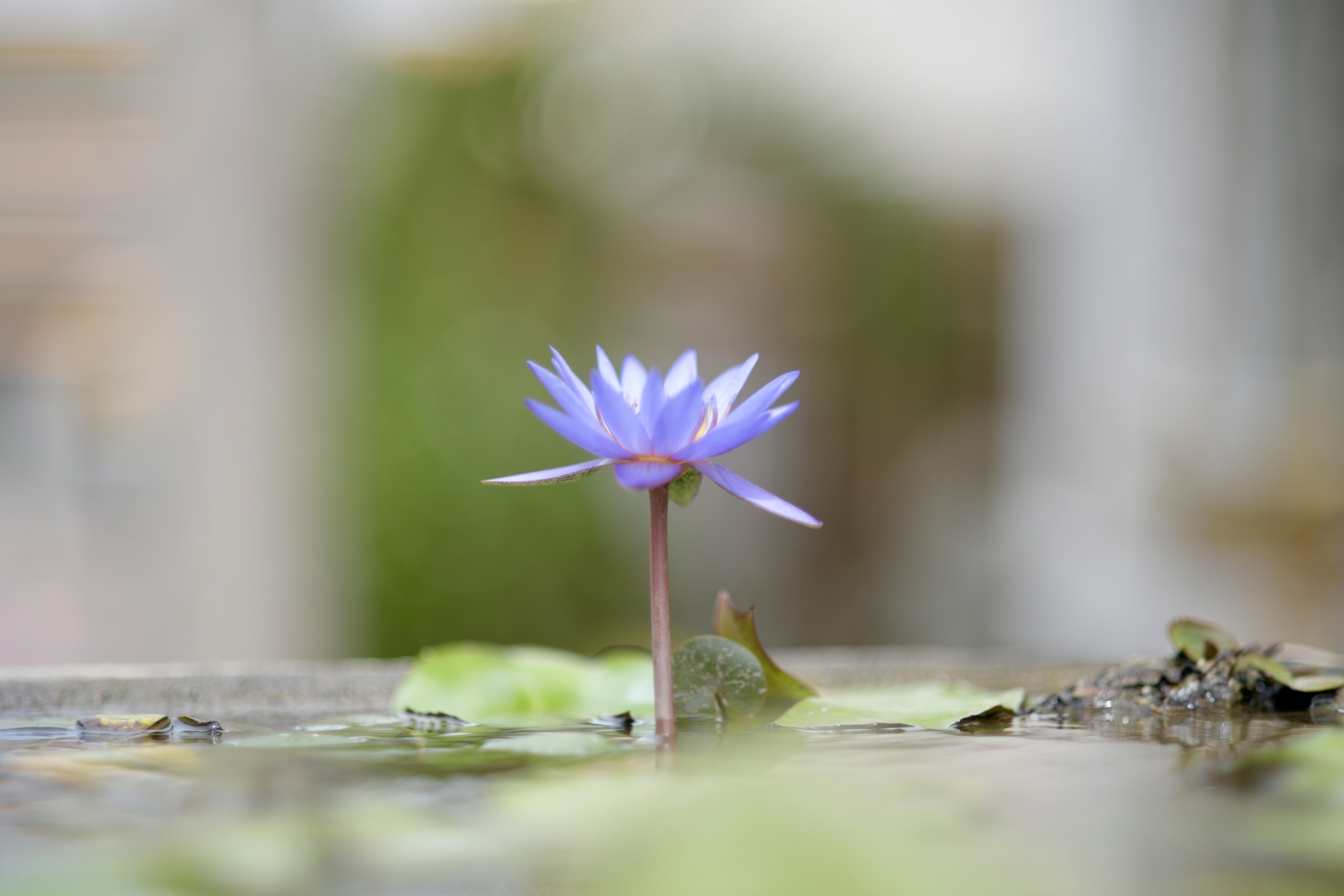 Lotus flower in Bangok