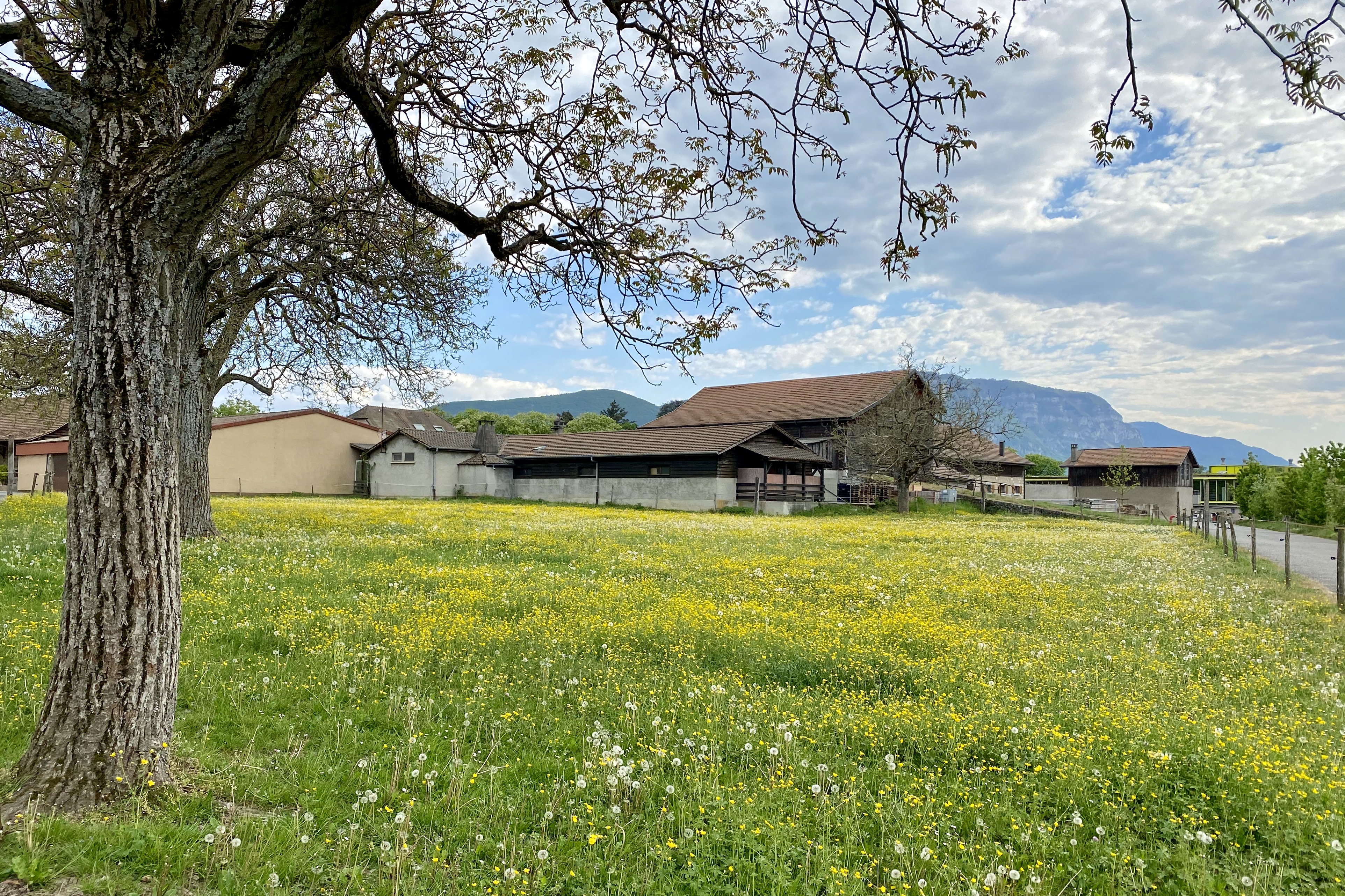 A field of yellow and white dandelions on a striped blue sky